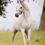 Epikasja / Epykasja<br />&copy; SALIMA ARABIANS