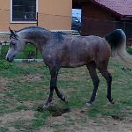 Ginea