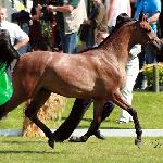 Lawinia