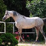 Pollux