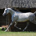 Pollux