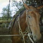 Nutka vel Pipi<br />&copy; kejti<br /><i>rok 1991</i>