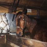 Nutka vel Pipi - Pipi i Ranhera<br />&copy; kejti<br /><i>rok 1998</i>