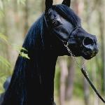 BS Black Fable<br />&copy; Joanna Jonietz