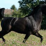 Silvano