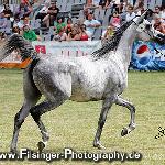 Bellissima - Bellissima 2008<br />&copy; Irina Filsinger