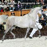 Gailardia - Gailardia 2006<br />&copy; Irina Filsinger