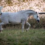 Pentra<br />&copy; Glenn Jacobs