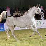 El Saghira - El Saghira 2010