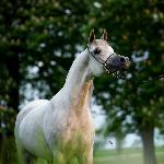 El Saghira - El Saghira 2013<br />&copy; Stuart Vesty