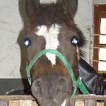 Orka