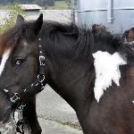 Orka<br />&copy; kejti