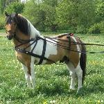 Rokset
