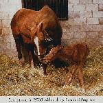 Secrettame - Secrettame with her 2003 Fusaichi Pegasus colt named Airbound.