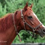 Secrettame - Secrettame with her 2003 Fusaichi Pegasus colt named Airbound.