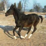 Selim