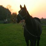 Selim