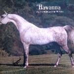 Hawanna