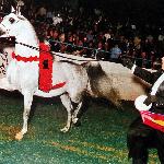 Emanor - 1999 Champion USA<br />&copy; Macklin