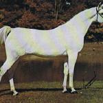 Carawella - Foto - Sparagowski
