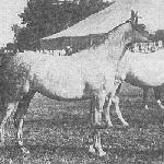 Flądra