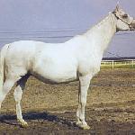 Elewka