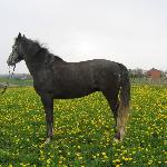 Jawor