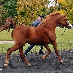 Elwina - 19.10.2023 SK Białka<br />&copy; Anna Pyzara-Nakoniechna