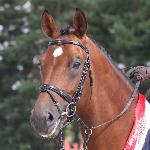 Lambi<br /><i>https://www.sportowyczempionat.pl/pl/czempiony/18-ii-scpmk-czempiony-2010.html</i>