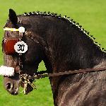 Earl - Parada Ogierów, Celle 2009<br />&copy; Oliwia Chmielewska