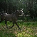 Faraon - 2011