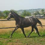 Faraon - 2011