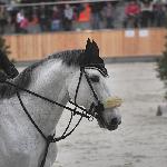 Cativo - 2014