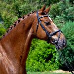 Quick Sighted (Quicksighted)<br />&copy; Anna Wiśniewska