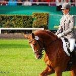 Edward - Parada Ogierów, Celle 2009<br />&copy; Oliwia Chmielewska