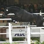 Conquest Boy