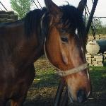 Oskar<br />&copy; kejti