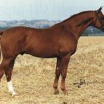 Amiral
