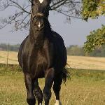 Liber