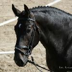 Eros<br />&copy; faraa