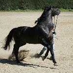 Litwin<br />&copy; faraa
