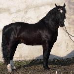 Beskid