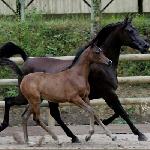 Elwinga<br />&copy; Lutetia Arabians