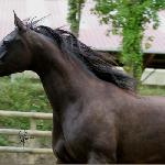Elwinga<br />&copy; Lutetia Arabians