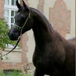 Elwinga<br />&copy; Lutetia Arabians