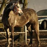 Willet
