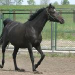 Nigra