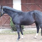 Gepard-Gustav