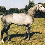 Neshad