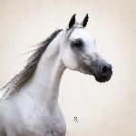 Ebora<br />&copy; Stuart Vesty